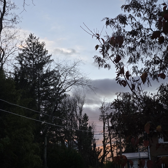 Meet your Posher, Ava - Picture 2 of 2